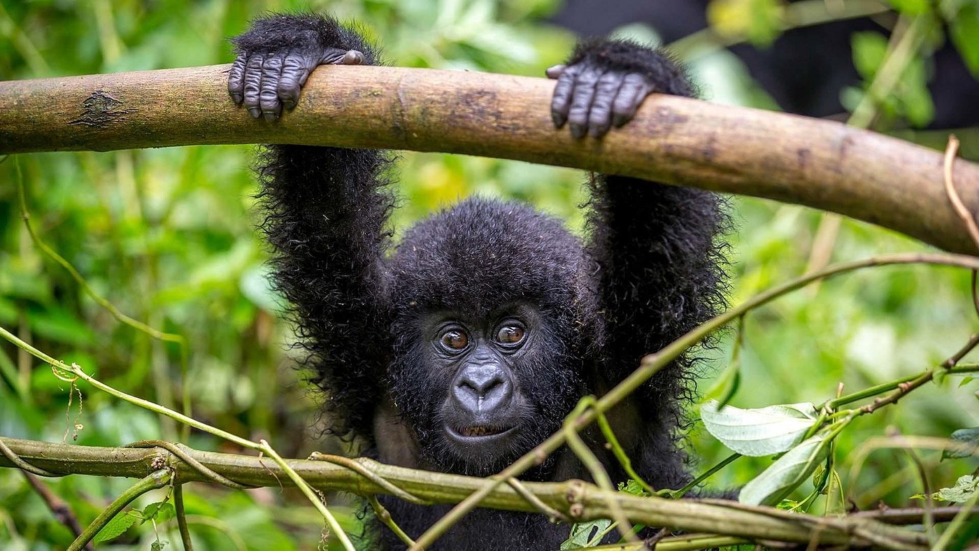 Bwindi Impenetrable Forest